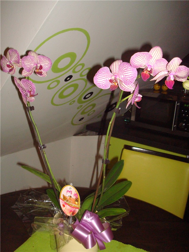 Phalaeonopsis