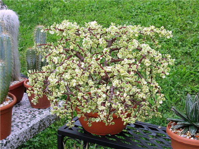 Portulacaria afra