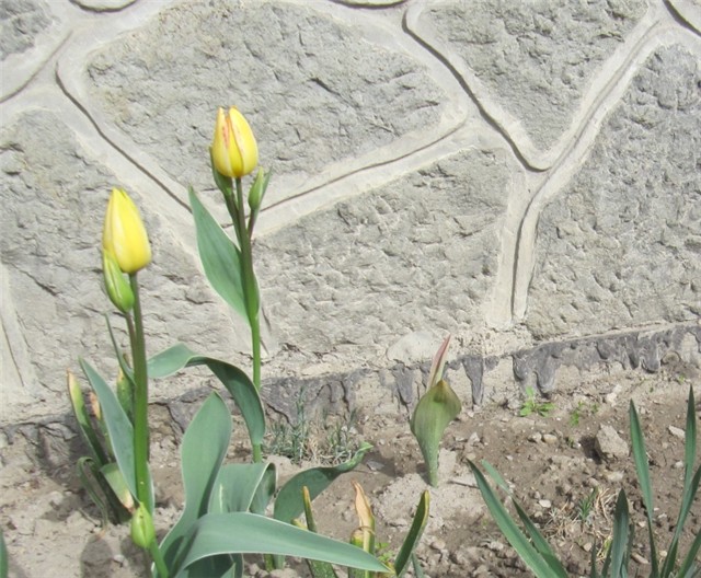 Tulipani