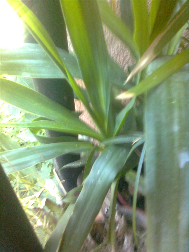 Yucca
