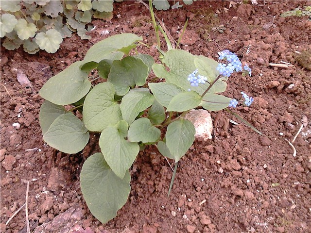 Brunnera macrophylla