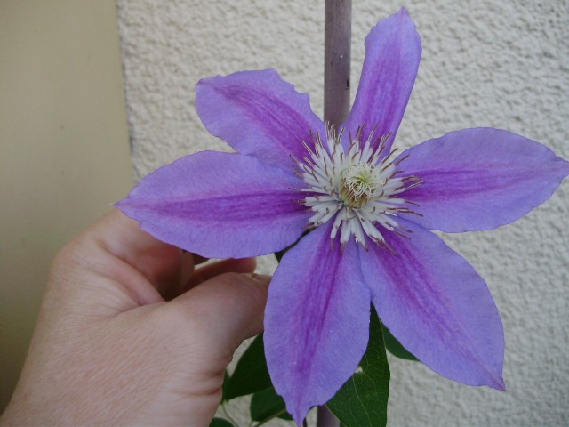 clematis