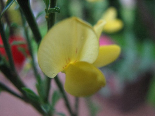 cytisus2