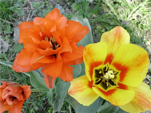 tulipan