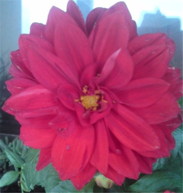 dalia