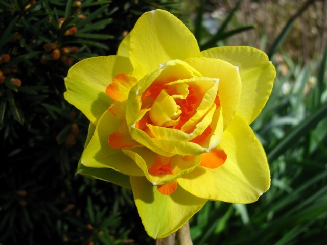 Narcissus 