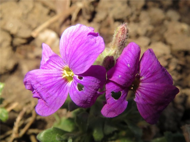 gušarka arabis