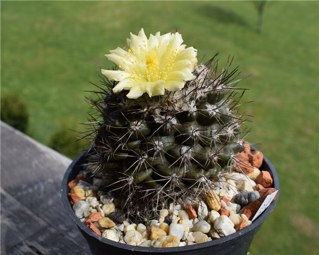 copiapoa maritima