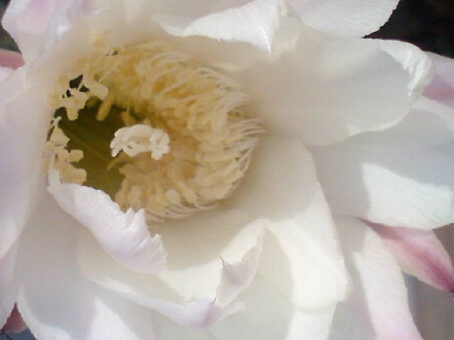 Cvijet kaktusa (Echinopsis oxygona)