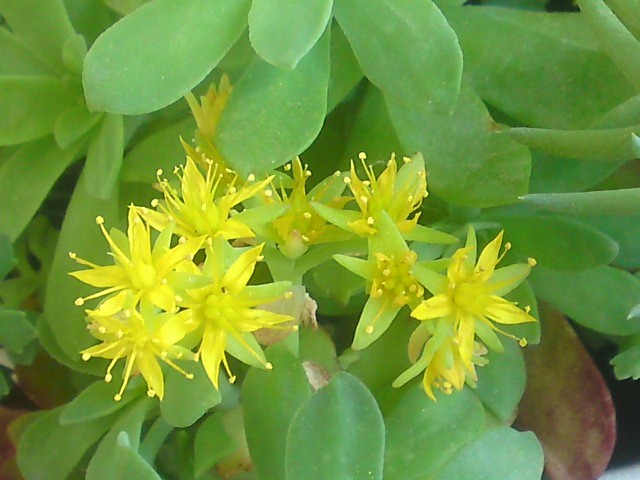 aeonium