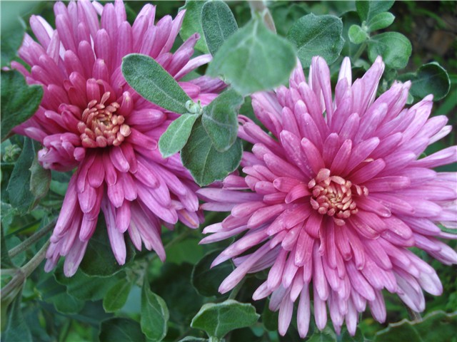 Chrysanthemum