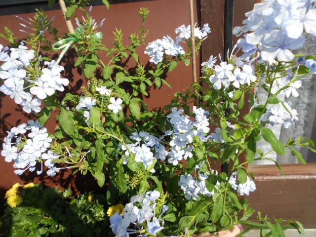 plumbago