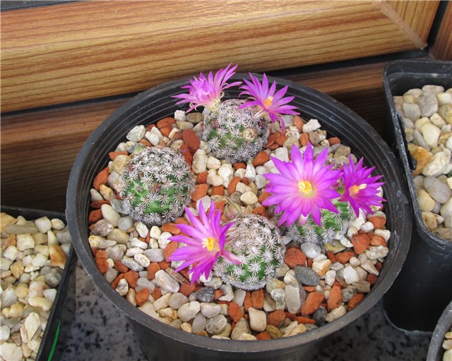 mammillaria hernandezii