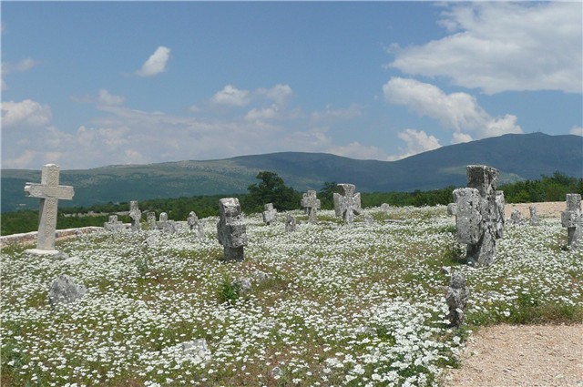 poljsko cvijeće