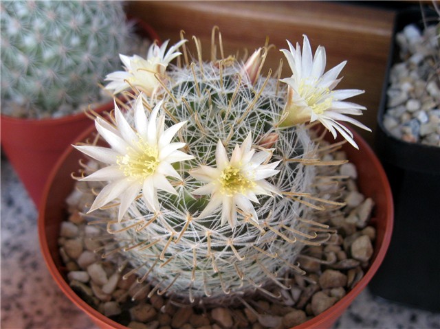 Mammillaria 