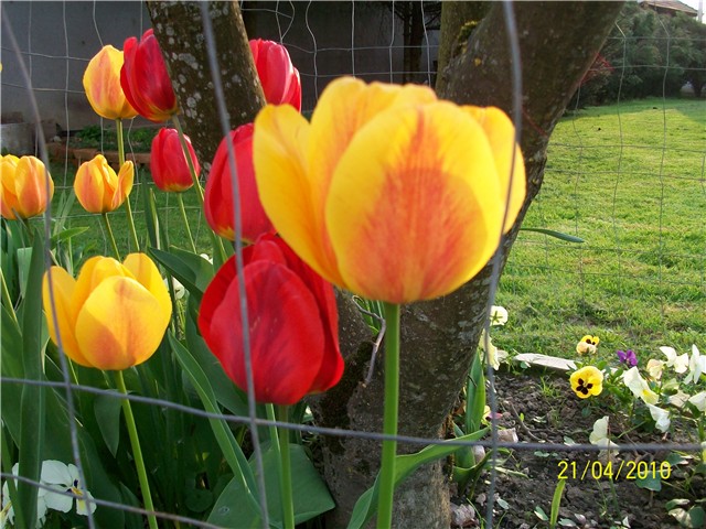 tulipani-%20lat%20tulipa