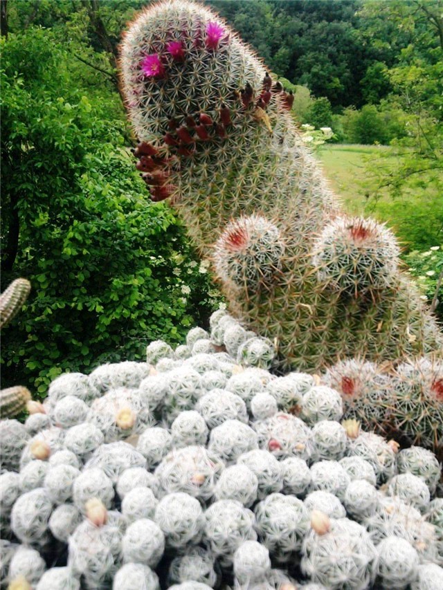 mammillaria