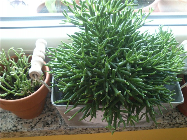rhipsalis