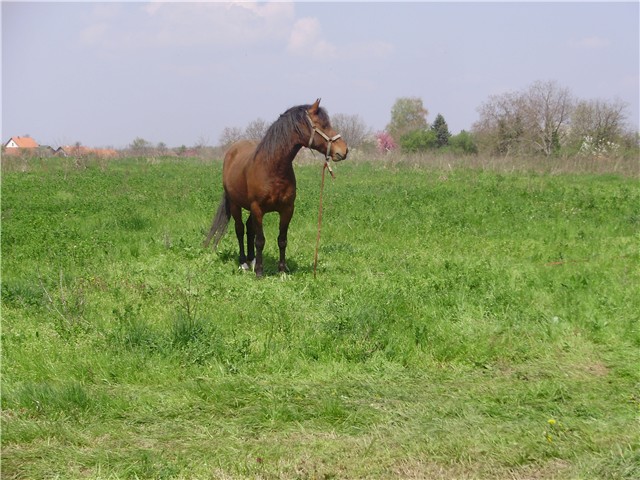 vukovar