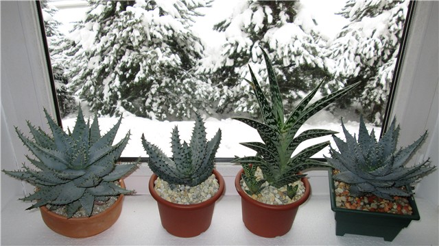 Aloe ferox  2X , Aloe marlotis , Aloe variegata