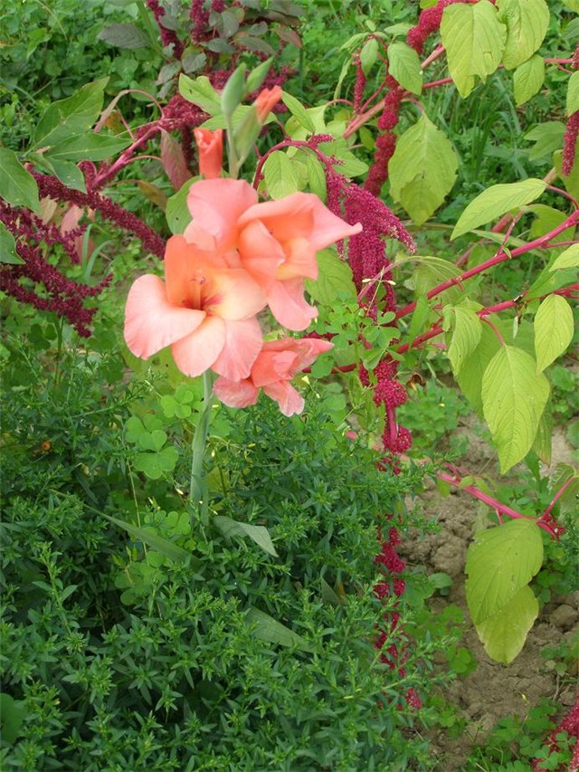 Gladiola