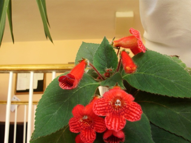kohleria