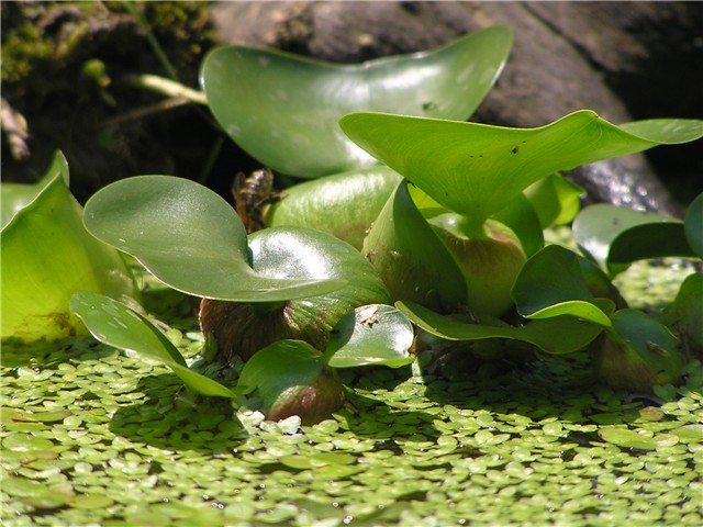 Eichornea crassipes