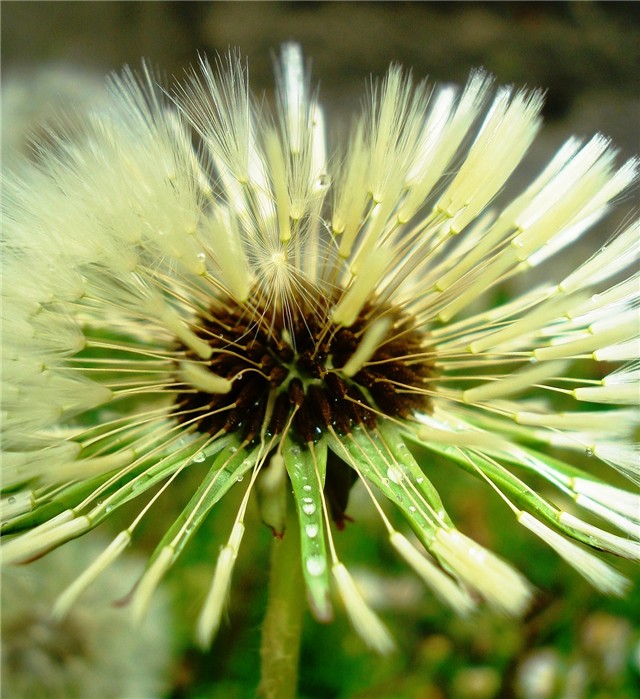 maslačak
