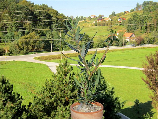 Pachypodium succulentum