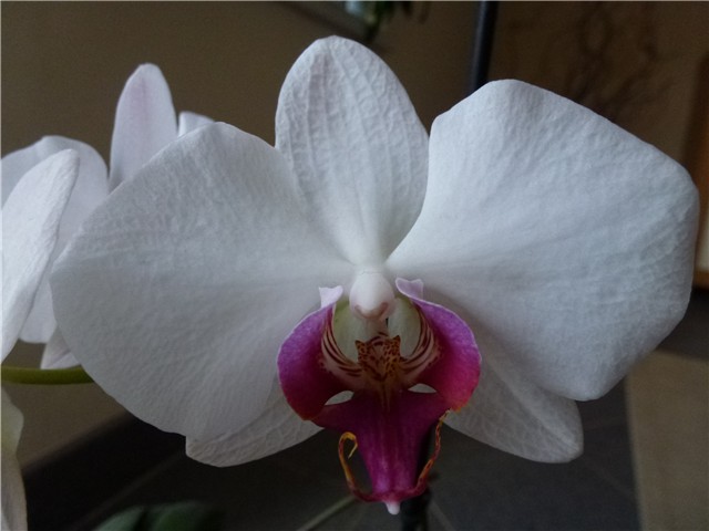 orhideja bijela sa ljubičastim