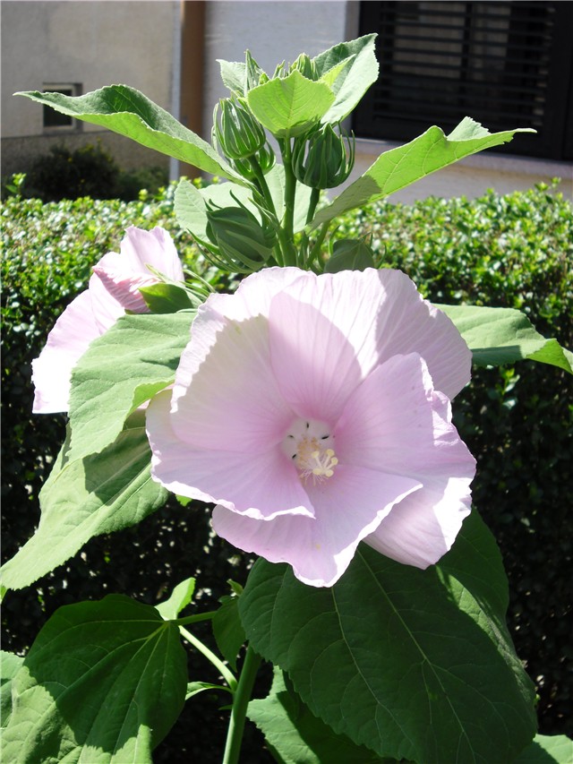 močvarni hibiskus