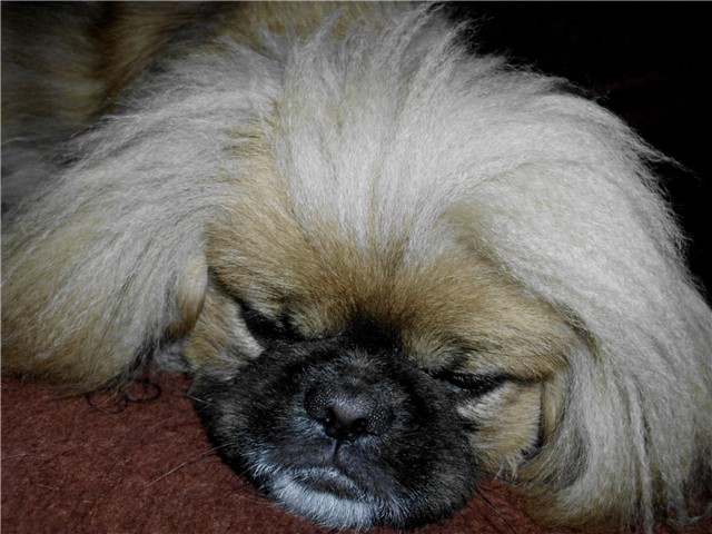 Đurđa4