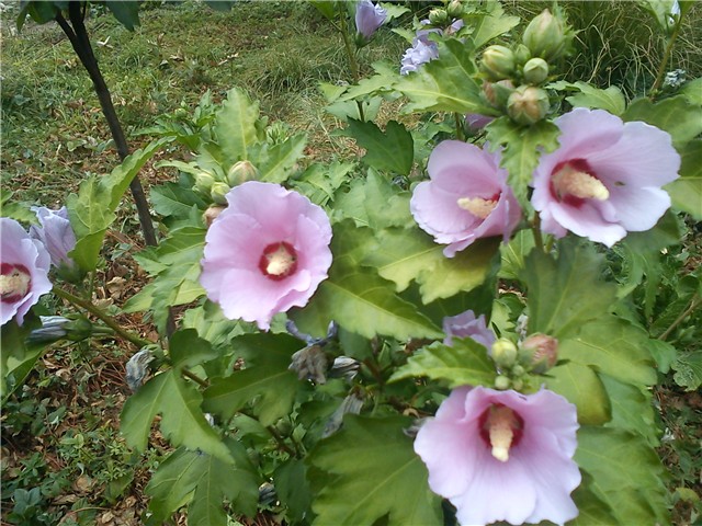 Vrtni hibiscus