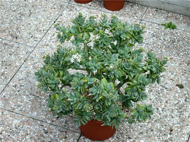 Crassula arborescens  undulatifolia