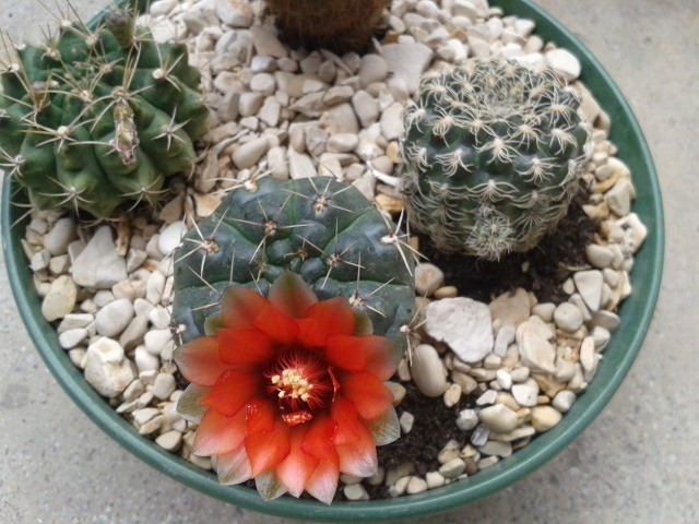 Gymnocalycium  denudatum