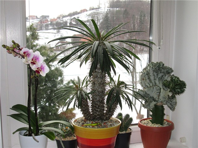 Pachypodium lamerei