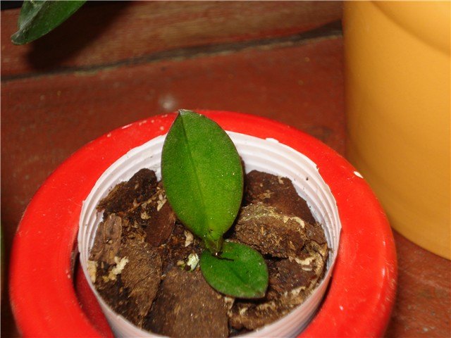 mini phal keiki