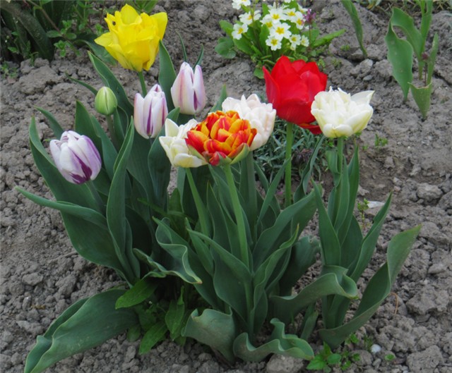 Tulipani