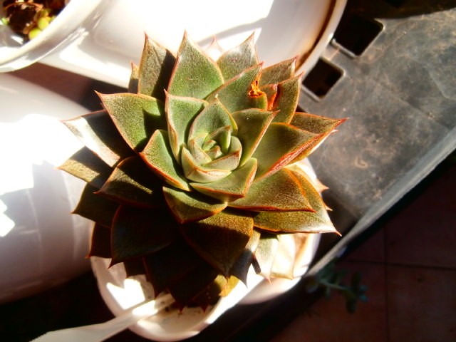 echeveria