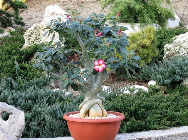 Adenium obesum
