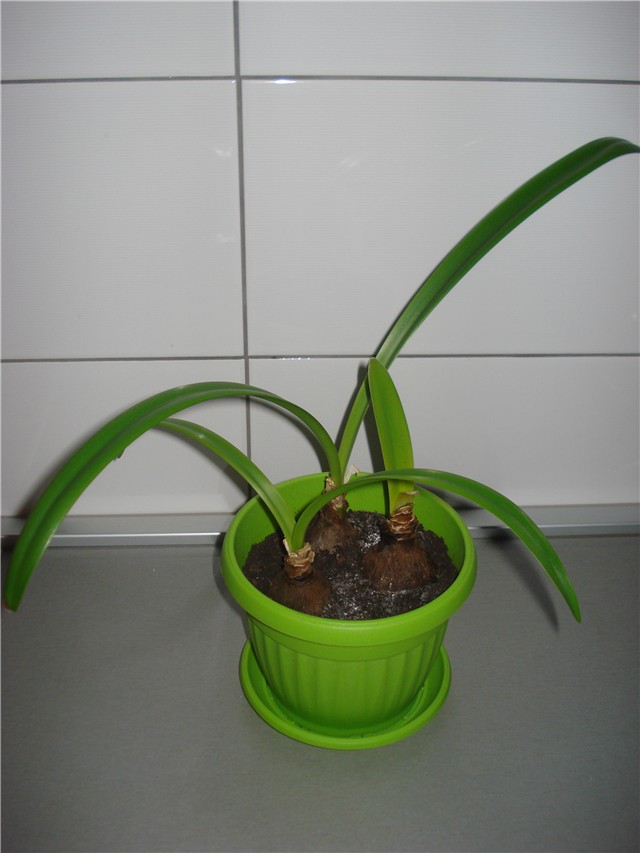 amarilis10