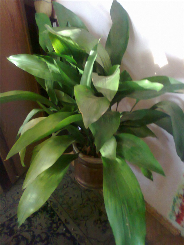 aspidistra