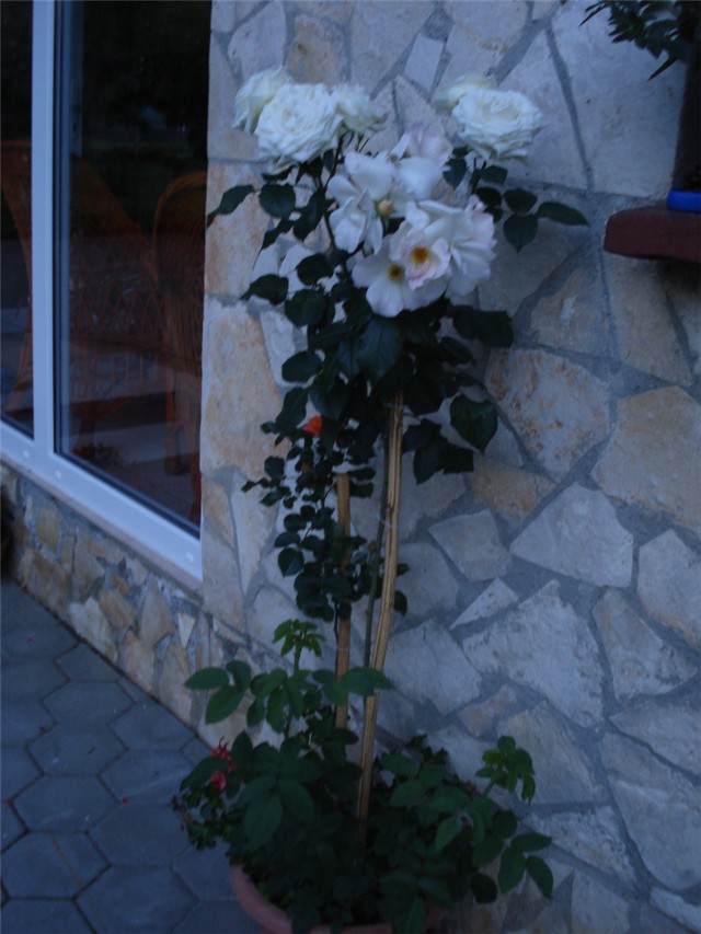 stablašice