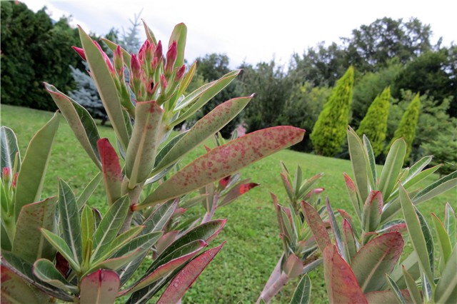 Adenium 