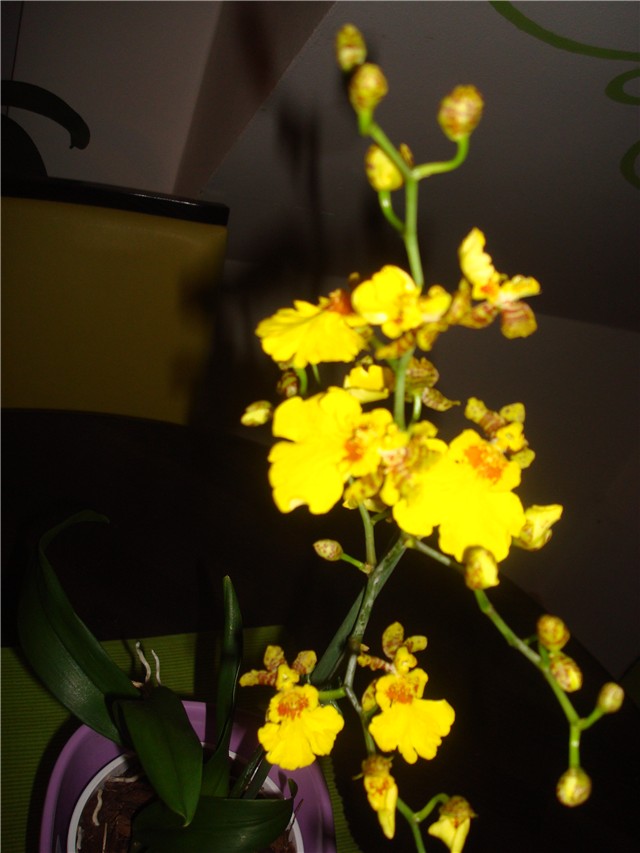 oncidium žuti