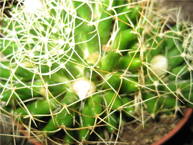 kaktusi 2