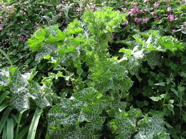 Silybum marianum