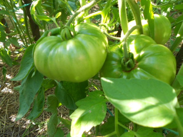 rajčica plod