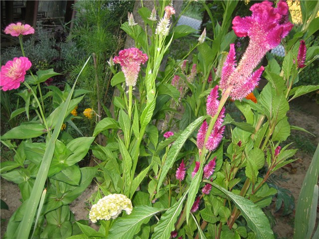 Celosia cristata