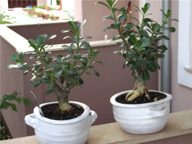 SUKULENTI